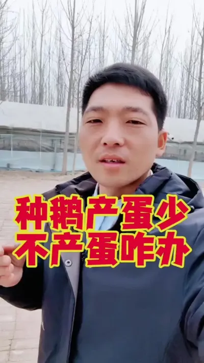 种鹅产蛋少不产蛋，什么原因？该咋办？#科学养鹅 #养鹅人 #三农养殖 #养鹅技术分享 #狮头鹅养殖