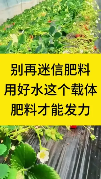 别迷信肥料，用好水这个载体，肥料才能发力#草莓种植 #种植草莓 #农业种植 #种草莓 #三农种植