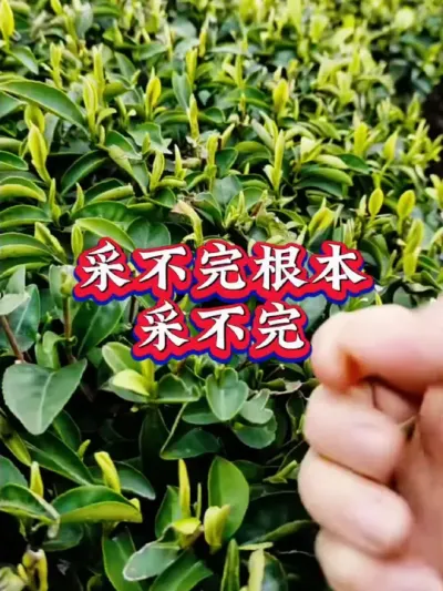 #服务三农支持三农 #茶树种植技术与管理 #春茶采摘 #茶是春天的仪式感 采完茶喜欢的通通有