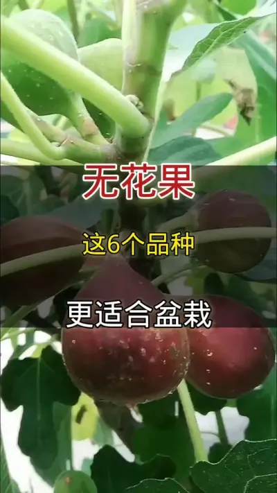 更适合盆栽的6个无花果品种#无花果#种植小技巧