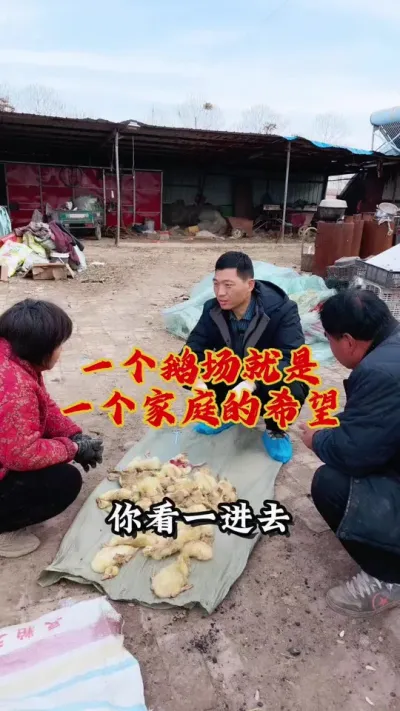 一个鹅场就是一个家庭的希望，养好一批鹅拖起一个家！#养鹅技术分享 #狮头鹅养殖 #养鹅人 #三农养殖 #东哥带你养鸭鹅
