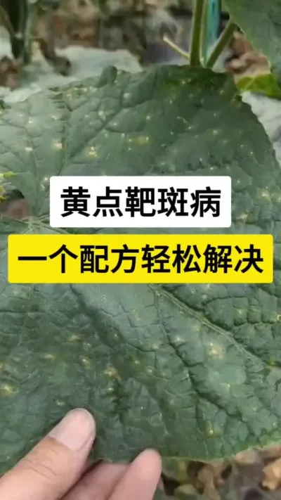 黄点靶斑病，一个配方轻松解决 #黄瓜 #黄瓜种植技术 #黄瓜高产 #靶斑病 #农技推广