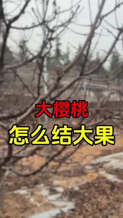 以上仅代表我个人观点#车厘子树苗 #大樱桃修剪 #果树修剪 #果树种植