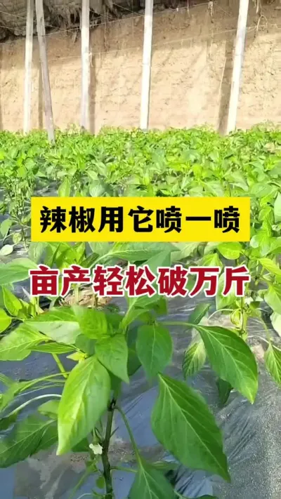 辣椒开花前用它喷一喷，辣椒轻松破万斤#分享农业知识帮农民增产增收 #农业种植技术 #辣椒种植