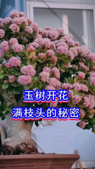 玉树开花的办法#花卉绿植#玉树 #养花小知识