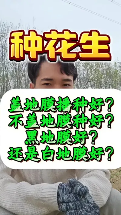 种花生是盖地膜播种好？还是不盖地膜播种好？是用黑地膜覆膜好？还是用白地膜覆膜好？#花生高产 #花生种植 #花生种植管理技术 #种花生 #花生高产种植