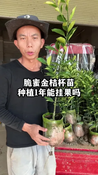 脆蜜金桔杯苗种植1年能挂果吗？其实6个月能开花结果，你相信吗 #果苗供应 #脆蜜金桔 #脆蜜金桔种植