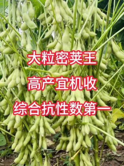 高产黄豆品种，2025年大豆首选 #服务三农支持三农 #三农种植