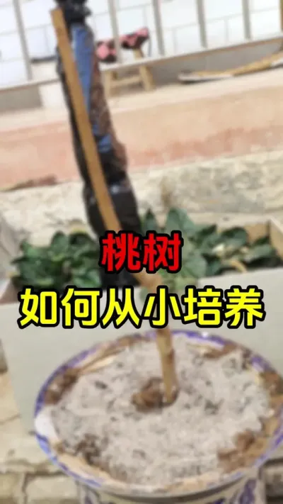 桃树我也略懂。#果树修剪#桃树修剪 #果树管理 #果树种植