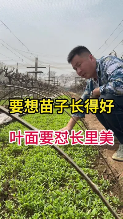 辣椒叶片好才能高产#辣椒高产 #种植小技巧 #分享农业知识帮助农民增产增收 #增产增收小配方 #抖音助农