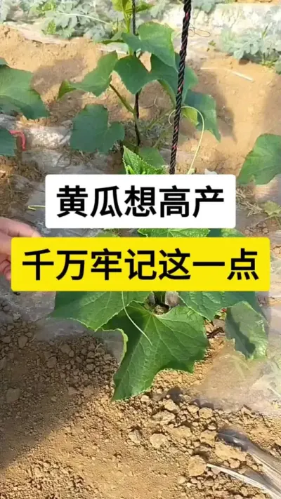 黄瓜想高产，千万牢记这一点 #黄瓜 #黄瓜种植 #黄瓜高产种植 #黄瓜种植技术 #黄瓜掐须
