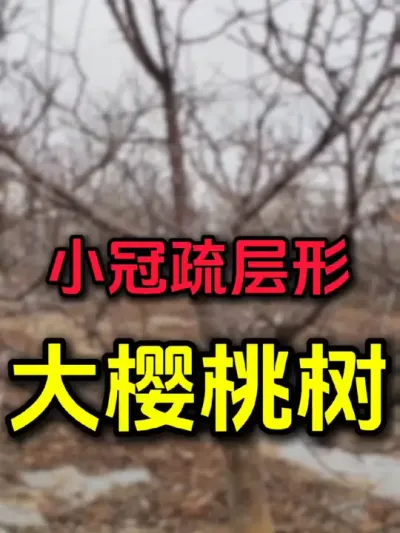 大樱桃树，直接很粗的美早樱桃#果树修剪 #美早樱桃 #大樱桃修剪 #车厘子树苗