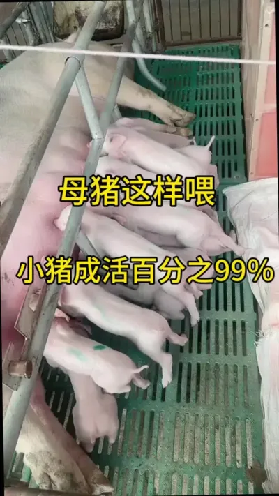 母猪这样喂 小猪成活百分之90#养猪人加油干 #自繁自养母猪 #养猪人 #三农养猪 #仔猪