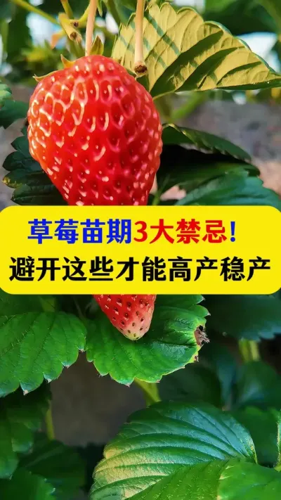 草莓苗期3大禁忌 避开这些才能高产稳产#草莓种植 #草莓 #种植小技巧 #农业种植