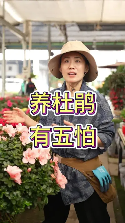 养杜鹃最怕这五点#杜鹃花 #花卉绿植 #养花小知识 #花卉 #爱生活爱养花
