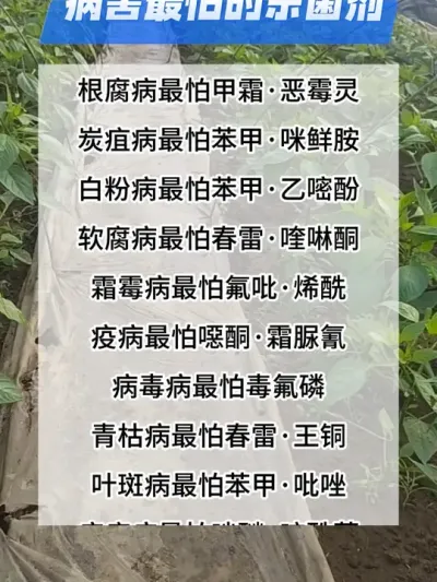 病害最怕的杀菌剂#分享农业知识帮农民增产增收 #农业种植技术 #三农