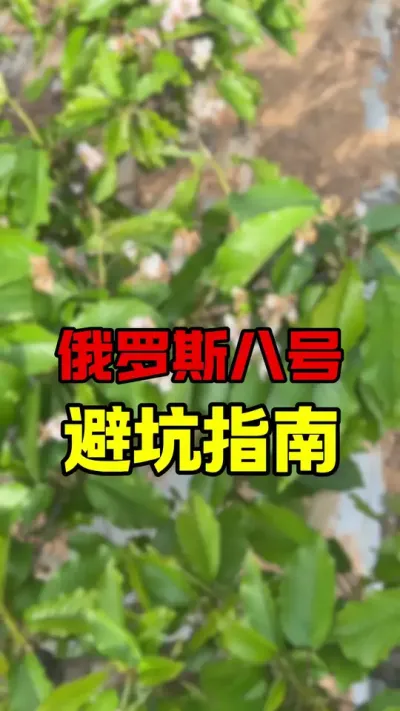 俄罗斯八号大樱桃#俄罗斯八号樱桃苗 #大樱桃种植管理 #车厘子大樱桃 #果树管理