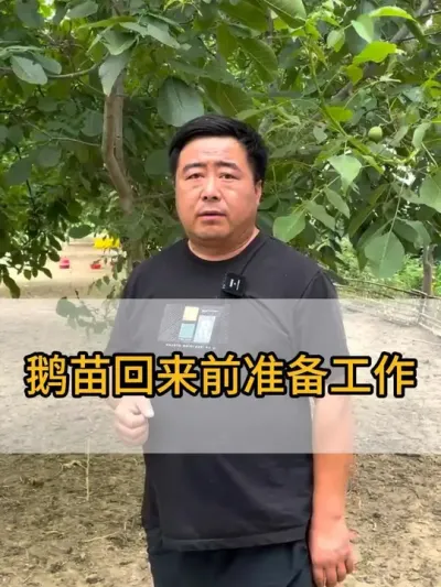 @老张养鸭鹅技术服务部 #每天分享养殖技术和经验 #鸡鸭鹅养殖 #抖音助农 #服务三农支持三农 #干货分享