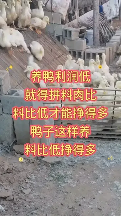 肉鸭育肥，肉鸭催肥 #三农 #科学养殖 #肉鸭养殖 #养殖技术 #鸭子