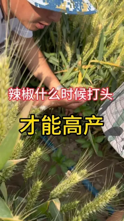 辣椒什么时候打顶才高产#三农流量扶持计划 #增产增收小配方 #辣椒种植技术