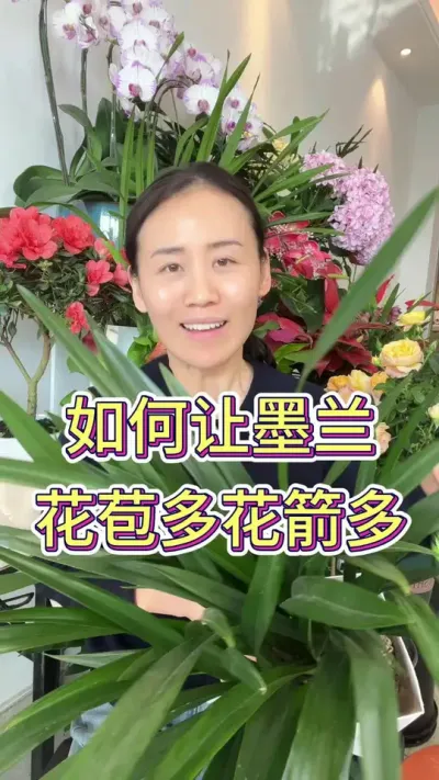 墨兰怎么养护#墨兰 #花卉绿植 #养花小知识 #花卉 #爱生活爱养花