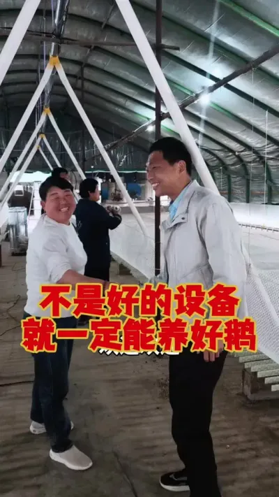 不是好的设备，就一定能养好鹅！低成本养好鹅才是王道。#养鹅 #鹅苗 #狮头鹅 #养鹅技术 #养鹅人
