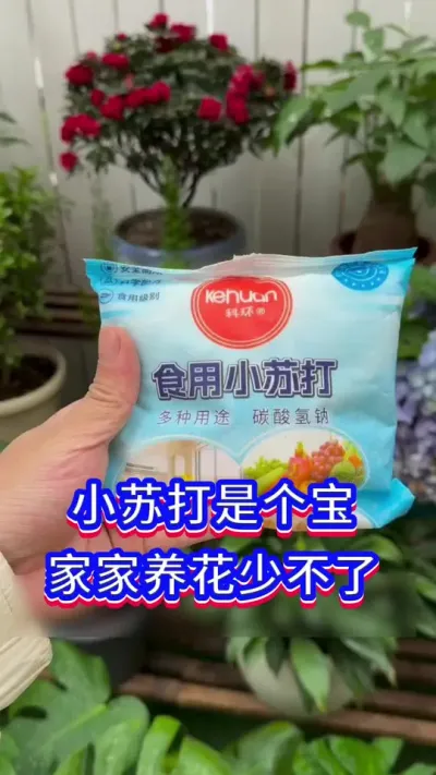 小苏打养花的妙用#养花小知识 #英子园艺 #花卉绿植