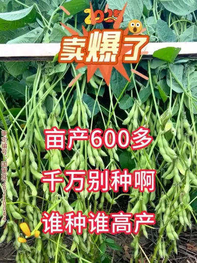 2025年大豆王炸品种，不炸荚，高产 #种子 #三农 #抖音助农 #新农人计划