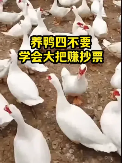 养鸭四不要，学会大把赚抄票 #抖音三农#养鸭#养殖