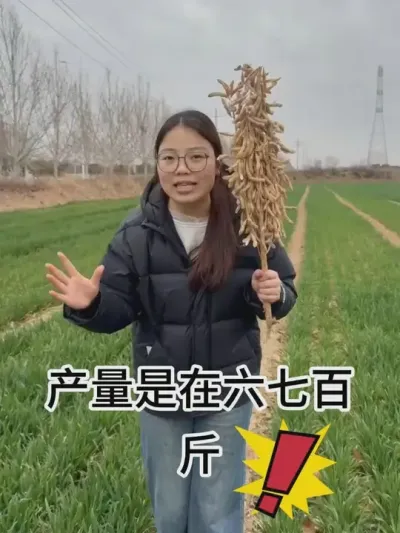 这是什么品种，亩产能打700斤，产量太恐怖了 #热点 #田间地头走一走 #田园生活 #产量特别高 #高产