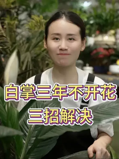 白掌三年不开花，三招解决#白掌 #白掌养护知识 #白掌又叫一帆风顺 #花卉绿植 #养花小知识