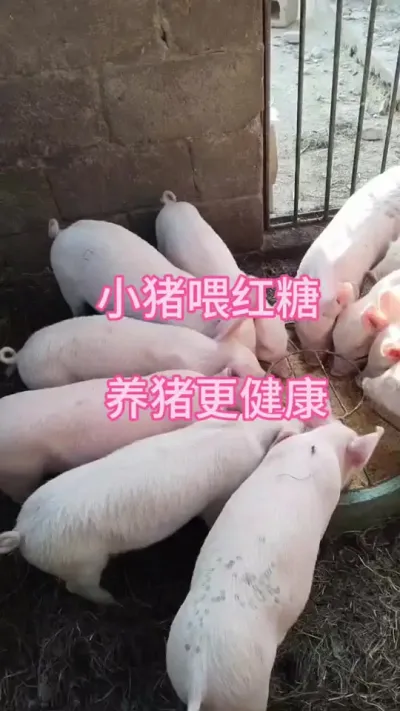 #养猪人加油干 #三农 #养猪人不容易 #自繁自养 #三农养猪
