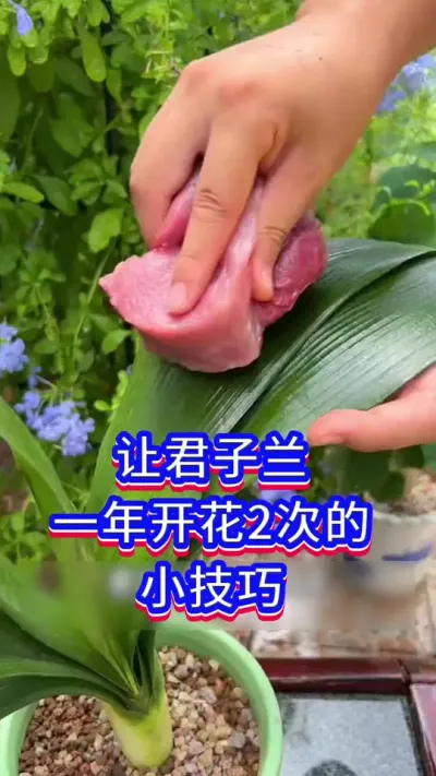 让君子兰开花的秘密#养花小知识 #君子兰 #花卉绿植