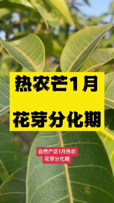 热农芒全年记录～1月花芽分化期 #热农芒果 #病虫害防治 #农业技术推广