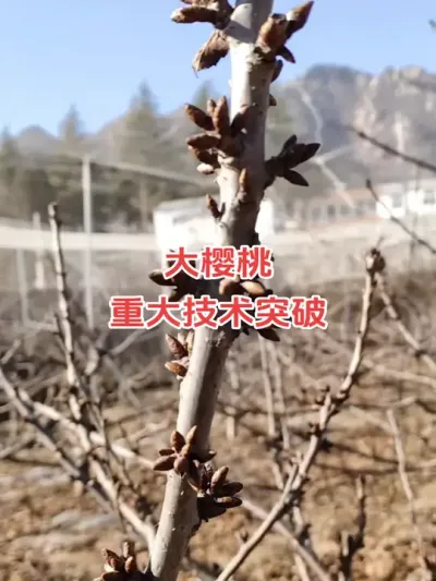 满树花芽的大樱桃#大樱桃修剪 #果树修剪 #车厘子大樱桃 #大樱桃