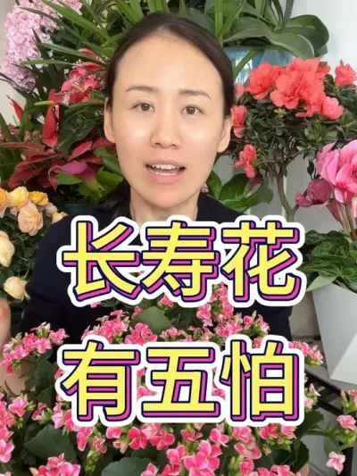 长寿花有五怕#长寿花 #长寿花养护 #花卉绿植 #花卉养护 #养花小知识