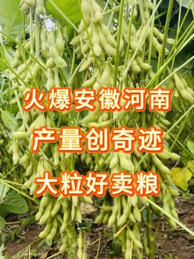 大豆想要高产，选对豆种非常重要！ #三农 #三农流量扶持计划 #抖音助农 #大豆种植 #产量特别高