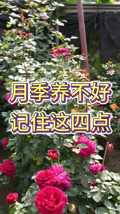 你的月季也养不好吗，要注意这四点#花卉绿植 #月季 #爱生活爱养花