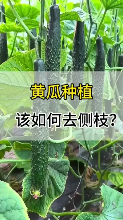 黄瓜种植如何去侧枝？ #黄瓜种植 #黄瓜 #服务三农支持三农 #增产增收才是硬道理