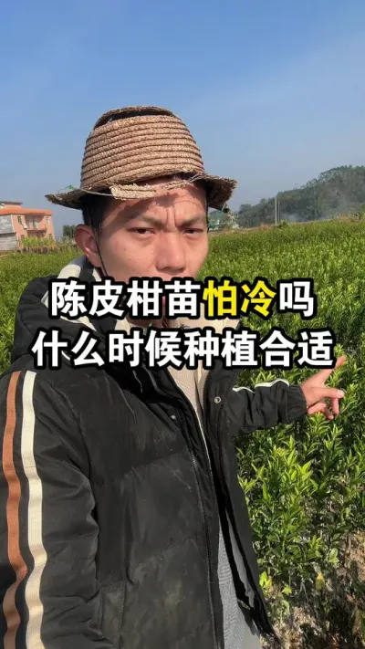 陈皮柑苗怕冷吗？什么时候种植比较合适 #果苗供应 #陈皮柑 #新会柑