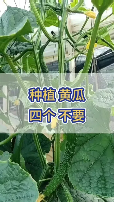 种植黄瓜四个不要 #黄瓜 #黄瓜种植 #黄瓜高产种植 #服务三农支持三农 #三农