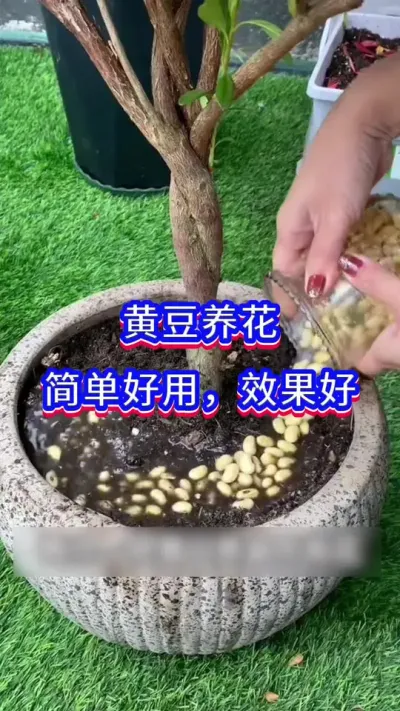 黄豆养花的小技巧#养花小知识 #三农 #爱生活爱养花
