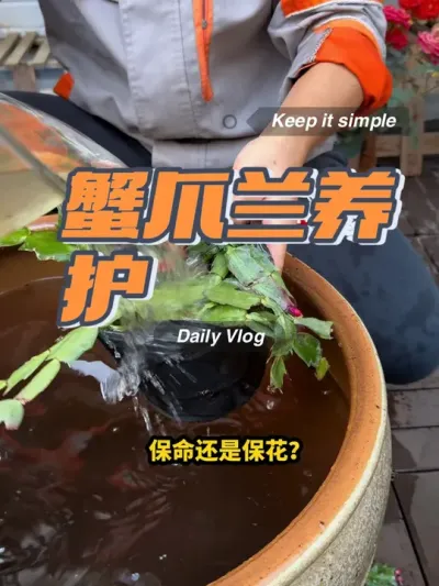 #花卉绿植 #蟹爪兰 盆栽养护不能只浇水，一旦养分供应不足就会出问题