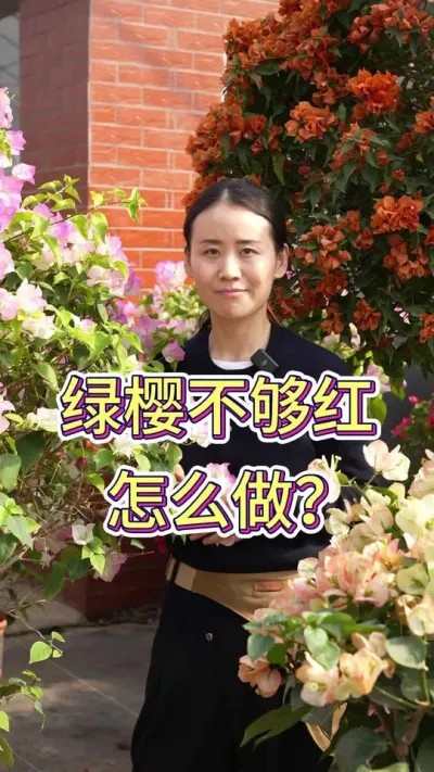 你们觉得绿樱好看吗#三角梅 #花卉绿植 #花卉 #三角梅养护 #三角梅绿樱