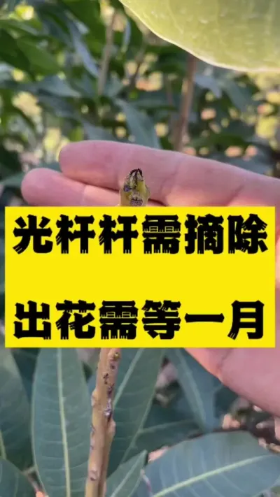 光杆杆需及时摘除，出花需等一个月 #病虫害防治 #芒果管理 #农业技术推广
