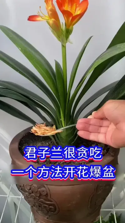 君子兰开花的方法#君子兰 #英子园艺 #养花小知识