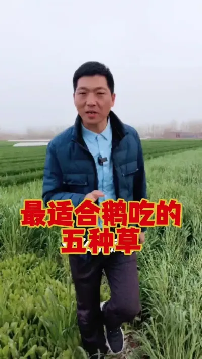 最适合鹅吃的五种草！#养鹅 #鹅苗#狮头鹅#养鹅人 #养鹅技术