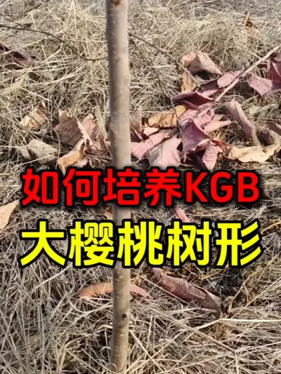 KGB大樱桃树形#大樱桃修剪 #车厘子大樱桃 #果园管理 #果树修剪