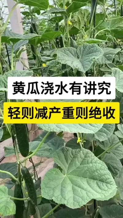 黄瓜浇水有技巧，轻则减产，重则绝收 #黄瓜 #黄瓜种植 #黄瓜种植技术 #黄瓜管理 #抖音助农