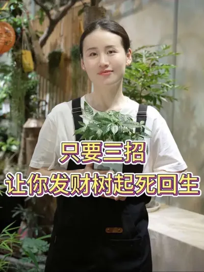 只要三招，让你发财树起死回生#发财树 #发财树养护 #养花小知识 #花卉绿植 #养花